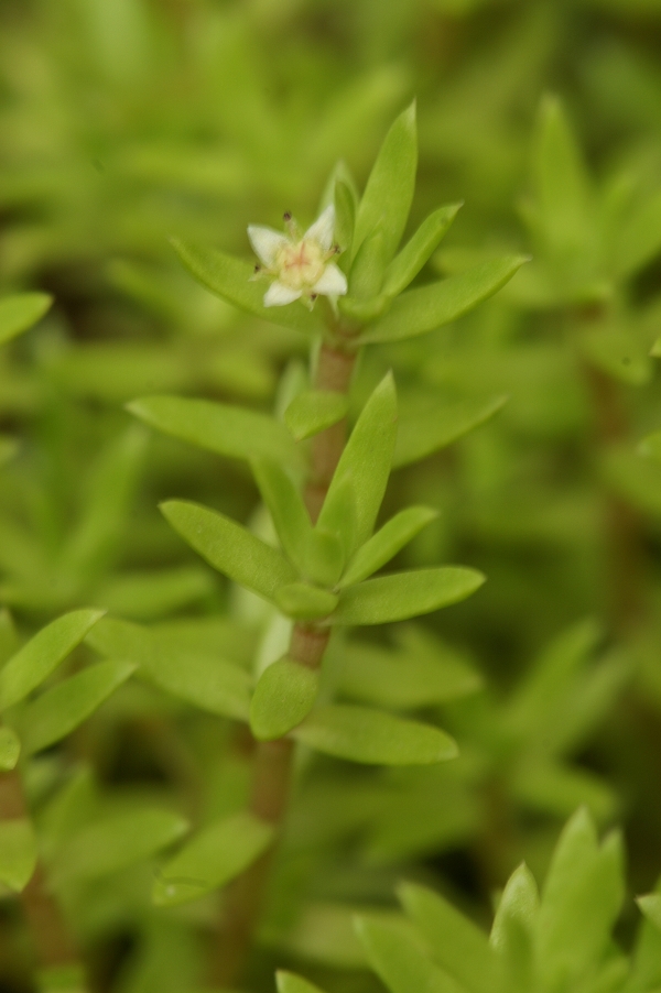 Crassula helmsii